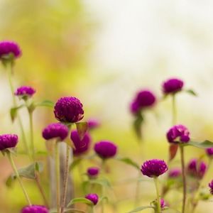 Meet your Posher, Mira